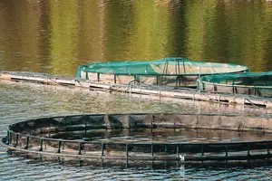 1166823043
farm fish, tocksfors
Fisheries, Fish Farm In Summer Lake Or River In Beautiful Summer Sunny Day. Swedish Nature, Sweden.
