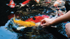 1302300837
fancy, fancy carp, feed, kohaku, koi, koi fish, pool, swim
Feed the koi or crap with your bare hands. Fish tamed to the farmer. An outdoor koi fancy fish pond for beauty and relaxation.