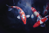 739238929
Water, Animals In The Wild, No People, Swimming, Koi Carp, Animal Themes, Outdoors, Fish, High Angle View, Day, Zoology, Pond, Four Animals, Orange Color, Animal Wildlife, Horizontal Image