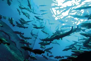 A flock of fish inside the fish farm, breeding commercial fish in the fish farm
flock of fish inside the fish farm, breeding commercial fish in
farm, flock, fresh, under water, school, carp, lake, many, nature, pond, water, fish, animal, color, fauna, food, green, group, life, swim, aquatic, artificial, background, beautiful, colorful, exotic, fishes, flora, healthy, koi, basin, cold, natural, circle, blue, stone, characteristic, texture, blotchy, fishpond, swarming, landscape, river, egypt, wet, big, together, fishing, wildlife, crowd