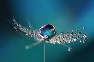 Beautiful dew drops on a dandelion seed macro. Beautiful soft light blue and violet background. Water drops on a parachutes dandelion on a beautiful blue. Soft dreamy tender artistic image form.
rain, unusual, outdoor, closeup, wet, droplet, many, natural, lots, white, spring, dandy, flower, organic, cyan, bright, light, summer, drip, violet, abstract, macro, season, drop, shiny, seed, garden, color, blue, plant, beauty, transparent, dandelion, beautiful, background, fresh, water, raindrop, silhouette, dew, nature, detail, environment, pattern, tranquil, bubble, dry, freshness, dew drops, artistic image