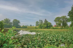 FOT_PRJ_LM-Georgsmarienhuette-Muehlenteich-Germany-water-lily-066_#SALL_#AINJPG_#V1.jpg