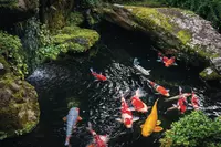 Koi Karpfen in Japan
koi, goldfisch, karpfen, teich, japan, fisch, zen, garteinteich