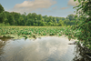 FOT_PRJ_LM-Georgsmarienhuette-Muehlenteich-Germany-water-lily-067_#SALL_#AINJPG_#V1.jpg